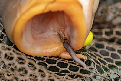 Adaptateur Fox Edges Tungsten Line Alignas Pour Hçs 7 à 10 (par 8) -Moulinets soldes 1881980443604fff4f216ca88aa79ea4cd4c5cbd 233250 amb2