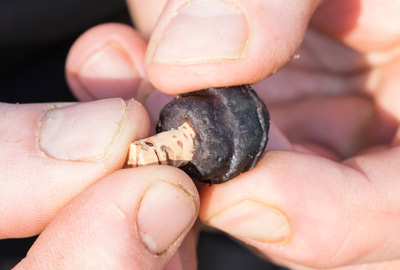 Graines CC Moore Sweet Black Tigers Fresh Range 2.5L 7 Graines CC Moore Sweet Black Tigers Fresh Range 2.5L -DYNAMITE BAITS 3b18a0a62eb2424cc345093e3c08d665b8637536 243292amb6