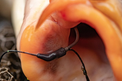 Adaptateur Fox Edges Tungsten Flippas Pour Hcs 1 à 6 (par 8) -Moulinets soldes 5390ded2be8814555e5a01da78378318beefe9ac 233252 amb1