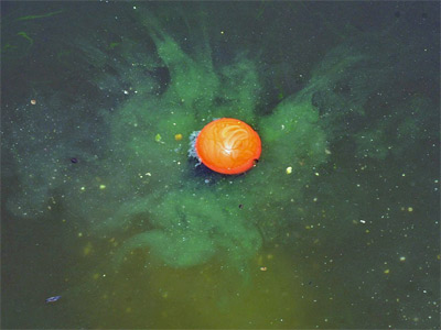 Booster