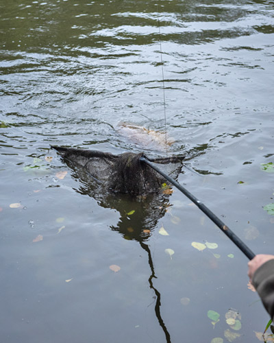 Epuisette Fox Lever-Lok Landing Net 42'' - description 21