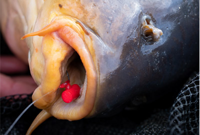 Adaptateur Nash Zig Screw + Mousse (par 4) 9 Adaptateur Nash Zig Screw + Mousse (par 4) -Fox || KORDA || Sonik Soldes d736f3dc62ab3546c3c4b348e13786eda0cc3d9b 233411amb6