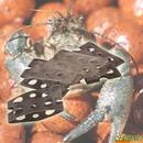 carp-spirit-crayfish-protector-anti-krab-hoes