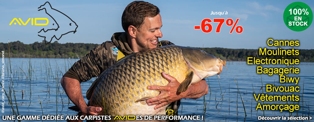Avid Carp